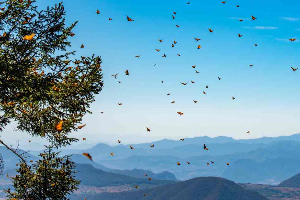 Take a Personal Jet to See Tens of millions of Butterflies within the Mexican Wilderness This Winter