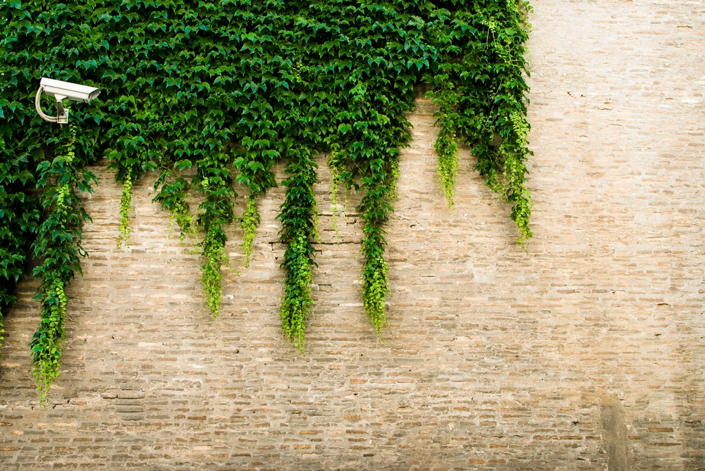 A security camera mounted on a brick wall partly covered in ivy